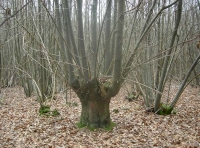 Inner Saunders Wood - SOLD