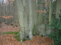 Beech on the wood bank