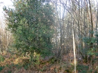 Inner Saunders Wood - SOLD