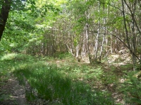 Inner Saunders Wood - SOLD