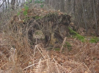 Inner Saunders Wood - SOLD