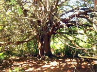 The old yew tree