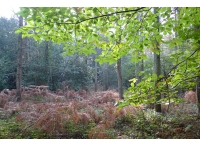Jupp Wood - SOLD