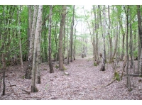 Juxon Wood