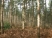 Keg Wood