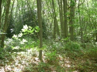 Kempe Wood - SOLD