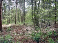 Kettle Wood - SOLD