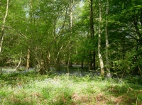 Kilnfield Wood