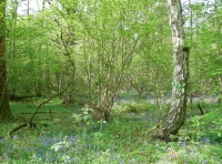 Kilnfield Wood photo 2