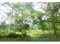 Kings Meadow - SOLD