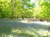 Bluebell glade in Latch Wood