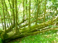 Latch Wood - SOLD