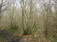 Lath Wood - SOLD