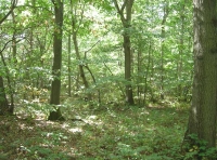 Laud Wood