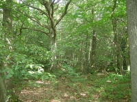 Laud Wood