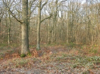 Laud Wood