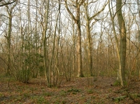 Laud Wood
