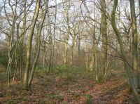 Laud Wood