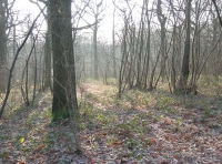 Laud Wood