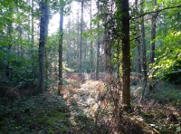Leeves Wood - SOLD