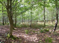 Longbow Wood - SOLD