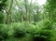 Longlands Wood