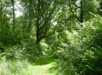 Longlands Wood - SOLD photo 2