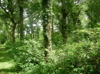 Longlands Wood - SOLD photo 4