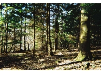 Lower Bish Wood - SOLD photo 2