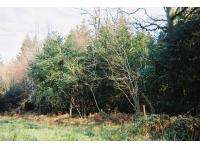 Lower Bish Wood - SOLD photo 3