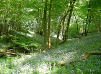 Lower Orltons Copse photo 2