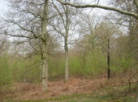 Lunar Wood photo 4