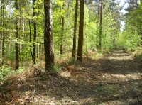 Malt Wood - SOLD