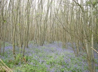 Mattock Wood - SOLD