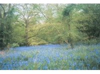 Mount Wood - SOLD