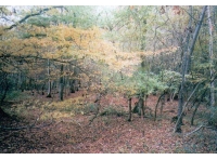 Mount Wood - SOLD photo 2