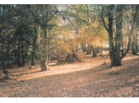 Mount Wood - SOLD photo 3