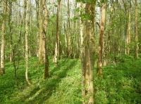 Mount Wood - SOLD photo 4