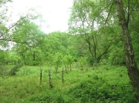 Mount Wood - SOLD photo 5