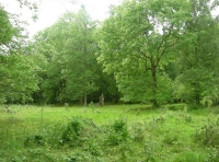 Mount Wood - SOLD photo 6