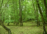 Mount Wood - SOLD photo 7