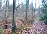Nest Wood - SOLD