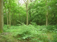 Newhouse Wood - SOLD