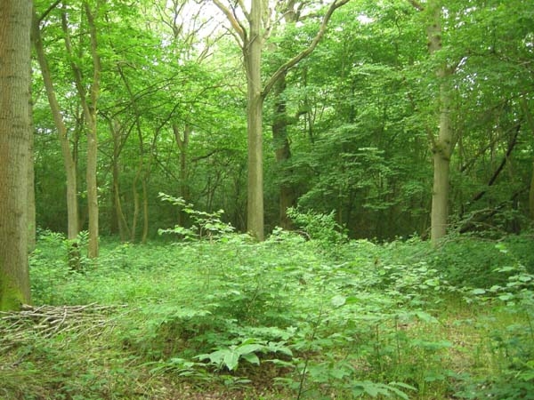 Newhouse Wood - SOLD
