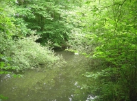 Newhouse Wood