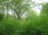 Newhouse Wood