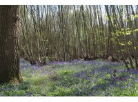 Outer Saunders Wood