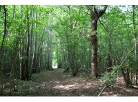 Parson Wood - SOLD