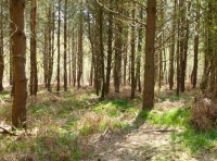 Pass Wood - SOLD