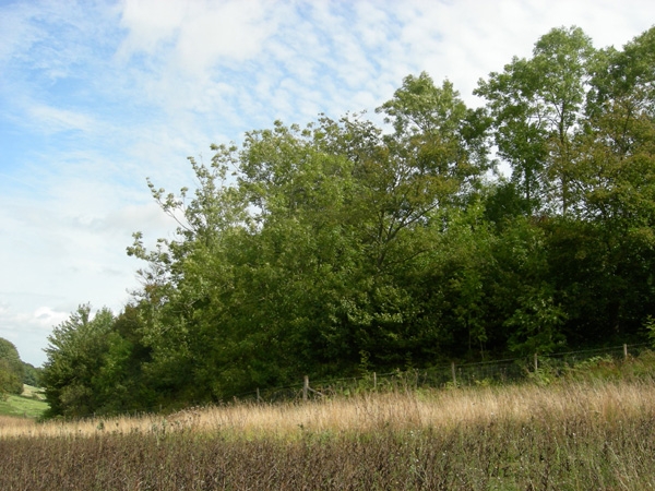 Perch Wood - SOLD